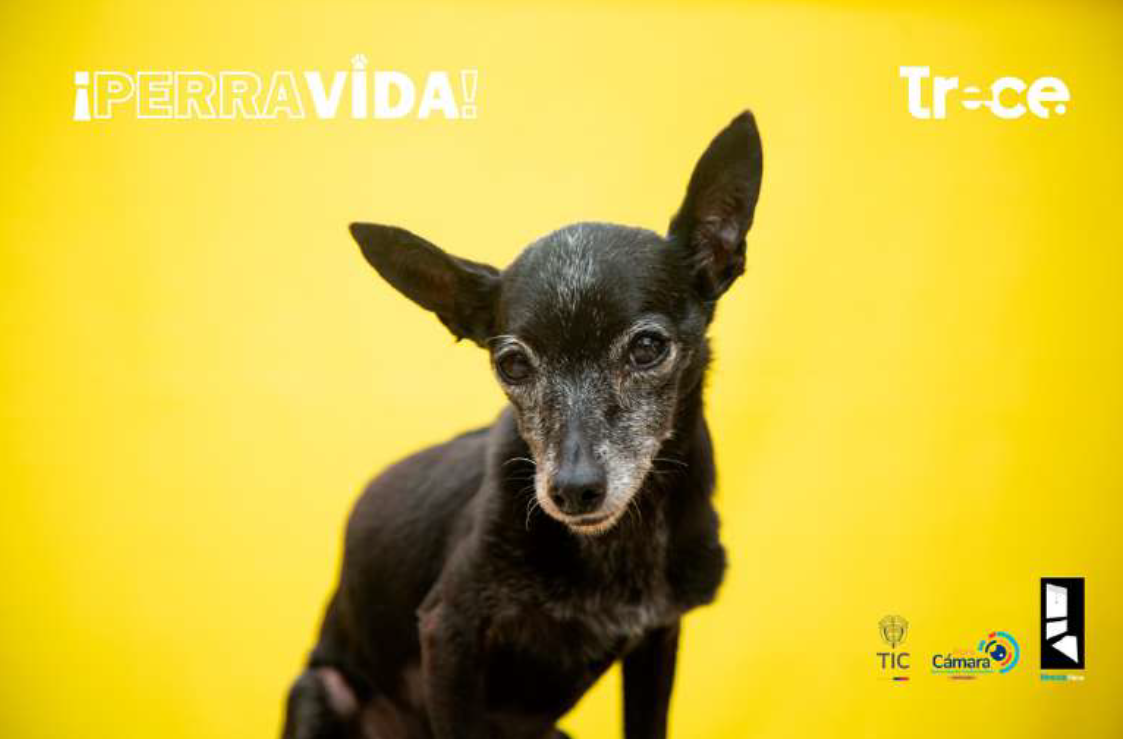 Perra Vida
